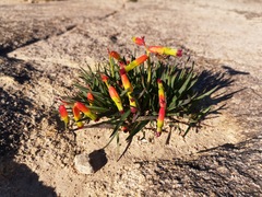 Lachenalia quadricolor