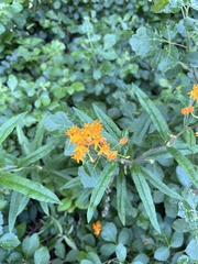 Asclepias tuberosa