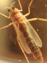 Chironomidae