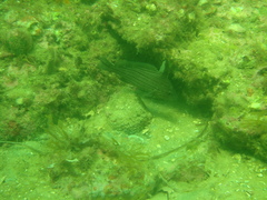 Pareques umbrosus