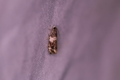 Olethreutes fasciatana