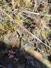 Stylidium tenerum