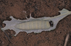 Leucochitonea levubu