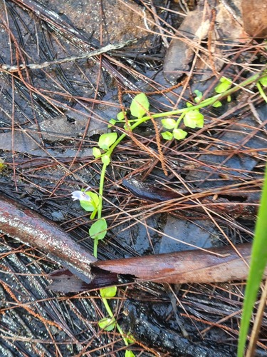Lobelia membranacea observed 2022-07-03