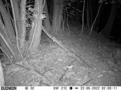 Prionailurus bengalensis