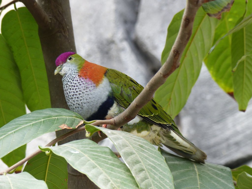 Superb Fruit-Dove photo