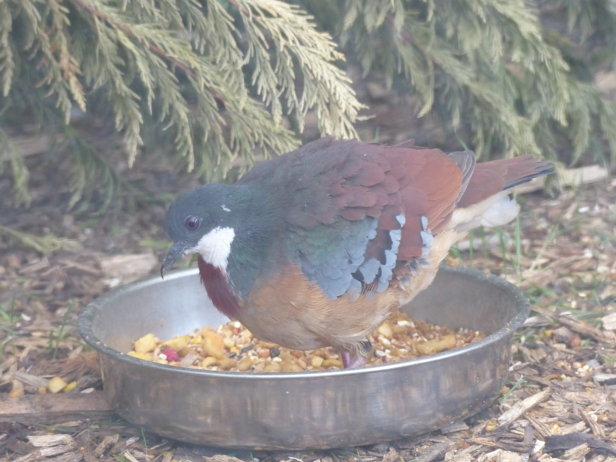 Pombo-apunhalado, Pombo-apunhalado Gallicolumba luzonica Vi…