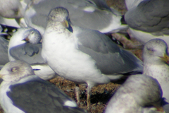 Larus argentatus