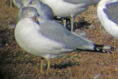 Larus delawarensis