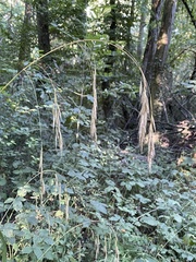 Bromus ramosus