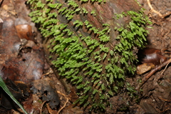 Racopilum cuspidigerum