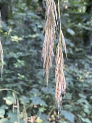 Bromus ramosus