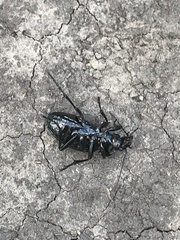 Carabus regalis