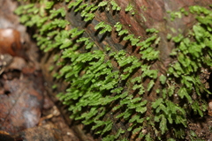 Racopilum cuspidigerum