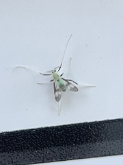 Stenochironomus hilaris
