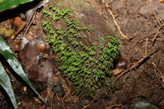 Racopilum cuspidigerum