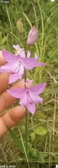 Calopogon