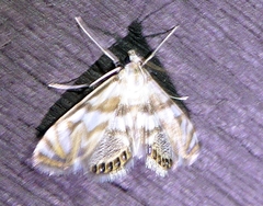 Neocataclysta magnificalis