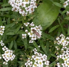 Episyrphus balteatus