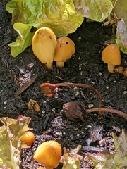 Conocybe