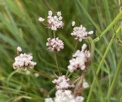 Oenanthe silaifolia