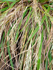 Trisetum arduanum