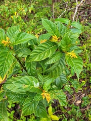 Palicourea croceoides