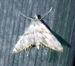 Neocataclysta magnificalis