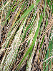 Trisetum arduanum