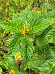 Palicourea croceoides