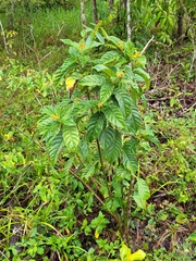 Palicourea croceoides