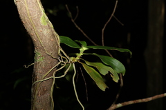 Peristeranthus hillii