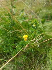 Lotus tenuis