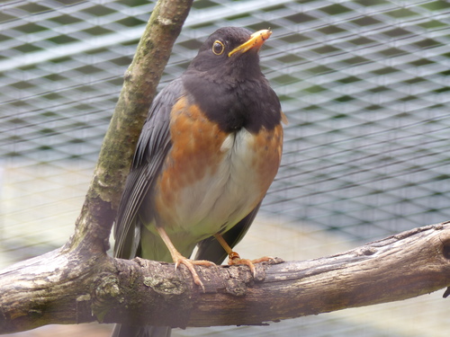 Turdus dissimilis