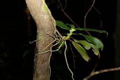 Peristeranthus hillii