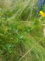 Lotus tenuis