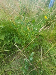 Lotus tenuis