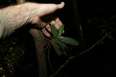 Peristeranthus hillii