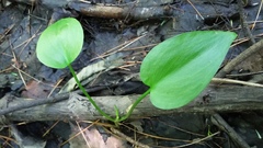 Calla palustris