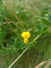 Lotus tenuis