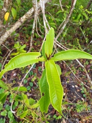 Miconia prasina