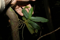 Peristeranthus hillii