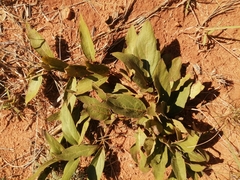 Pygmaeothamnus zeyheri