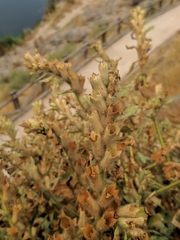 Hyoscyamus albus