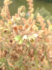 Hyoscyamus albus