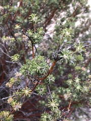 Phyllota pleurandroides