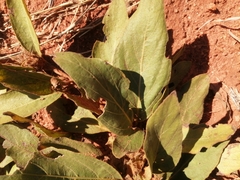 Pygmaeothamnus zeyheri