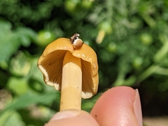 Conocybe