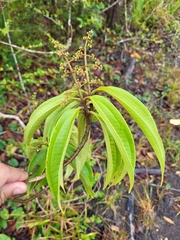 Miconia prasina