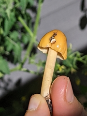 Conocybe